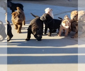 Chinese Shar-Pei Litter for sale in APPLE VALLEY, CA, USA