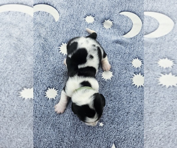 Medium Photo #1 Basset Hound Puppy For Sale in SCIPIO, IN, USA