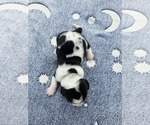 Small Photo #1 Basset Hound Puppy For Sale in SCIPIO, IN, USA