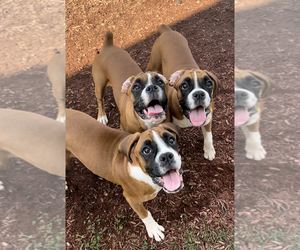 Boxer Dogs for adoption in INDIANAPOLIS, IN, USA