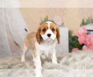 Medium Cavalier King Charles Spaniel