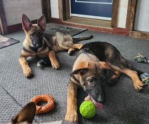 German Shepherd Dog Litter for sale in WAVERLY, OH, USA