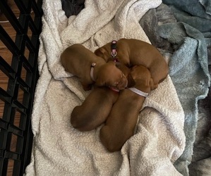 Dachshund Litter for sale in MCVEYTOWN, PA, USA