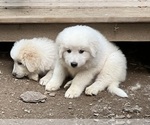 Small Photo #1 Maremma Sheepdog Puppy For Sale in THORN HILL, TN, USA