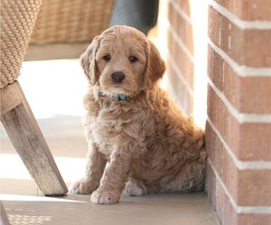 Goldendoodle (Miniature) Litter for sale in MANHEIM, PA, USA