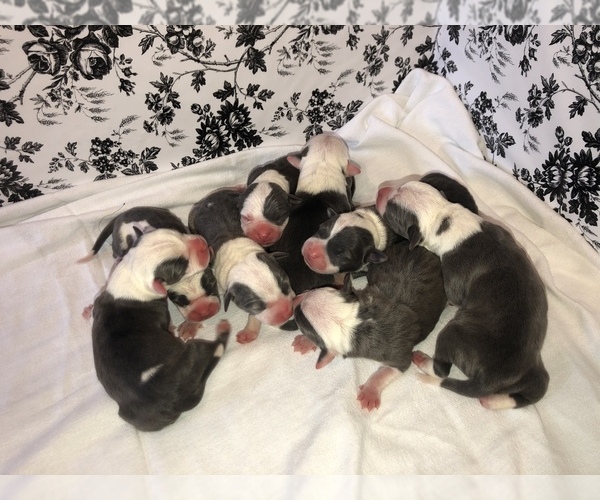 Medium Photo #1 American Pit Bull Terrier Puppy For Sale in BONNEY LAKE, WA, USA