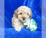 Small Poodle (Miniature)