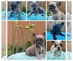 Small Photo #1 French Bulldog Puppy For Sale in CHESAPEAKE, VA, USA