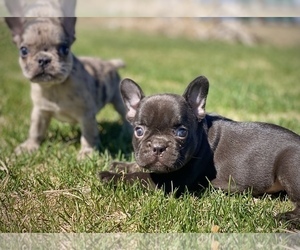 French Bulldog Litter for sale in COLORADO SPRINGS, CO, USA