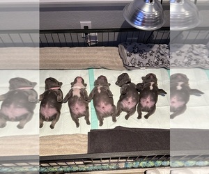 French Bulldog Litter for sale in MORENO VALLEY, CA, USA