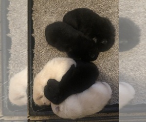 Pomeranian Litter for sale in MONTEREY, CA, USA