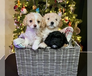 Cavapoo Litter for sale in WENTZVILLE, MO, USA