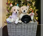 Small Photo #1 Cavapoo Puppy For Sale in WENTZVILLE, MO, USA