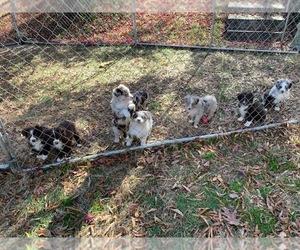 Australian Shepherd Litter for sale in AMELIA COURT HOUSE, VA, USA