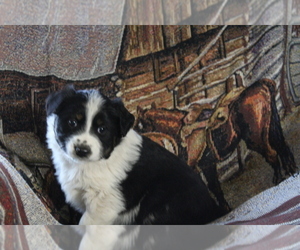 Australian Cattle Dog-Border Collie Mix Litter for sale in PUEBLO, CO, USA
