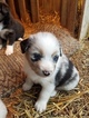 Small Photo #1 Australian Shepherd Puppy For Sale in KERRVILLE, TX, USA