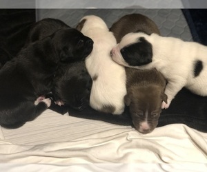 American Pit Bull Terrier-Siberian Husky Mix Litter for sale in IRONDEQUOIT, NY, USA