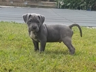 Small Photo #1 American Bully Puppy For Sale in VIRGINIA BEACH, VA, USA