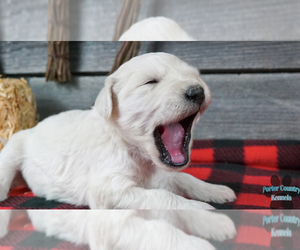 English Cream Golden Retriever-Poodle (Standard) Mix Litter for sale in KARLSTAD, MN, USA