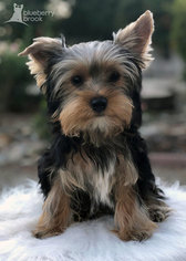 Yorkshire Terrier Litter for sale in ROSEVILLE, CA, USA