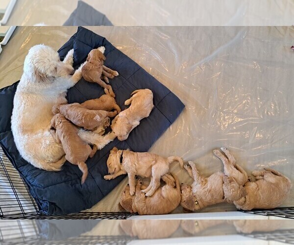 Medium Photo #1 Goldendoodle Puppy For Sale in FOUNTAIN HILLS, AZ, USA