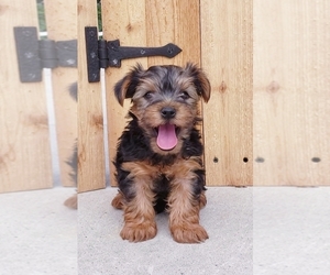 Yorkshire Terrier Litter for sale in BALTIC, OH, USA