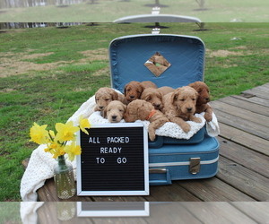 Goldendoodle (Miniature) Litter for sale in CUTLER, IN, USA