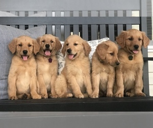 Golden Retriever Litter for sale in SONORA, KY, USA