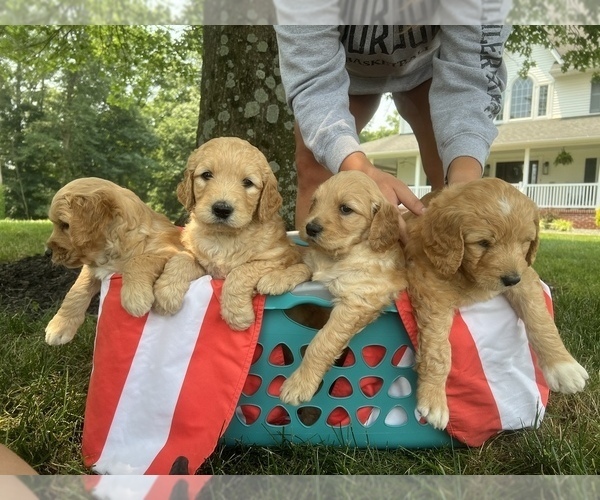 Medium Photo #1 Goldendoodle Puppy For Sale in DUBOIS, IN, USA
