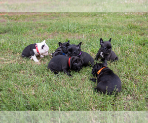 Faux Frenchbo Bulldog Litter for sale in BRASELTON, GA, USA