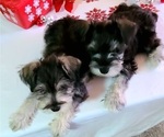 Small Photo #1 Schnauzer (Miniature) Puppy For Sale in ANNISTON, AL, USA