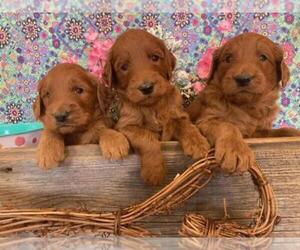 Goldendoodle Litter for sale in DALLAS, WI, USA