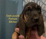 Small Bloodhound