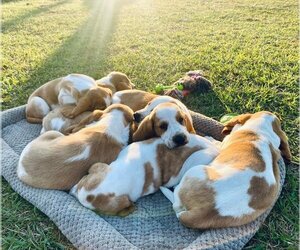 Medium Basset Hound