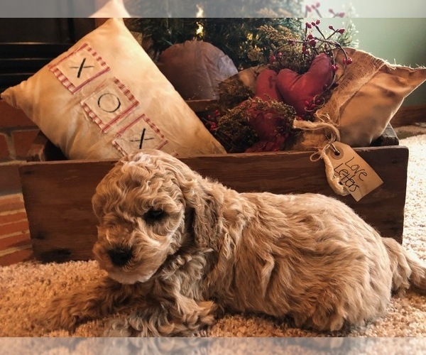 Medium Photo #1 Goldendoodle (Miniature) Puppy For Sale in MARSHALLVILLE, OH, USA