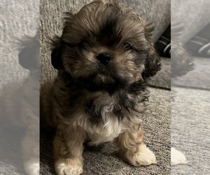 Shih Tzu-ShihPoo Mix Litter for sale in TRAVELERS REST, SC, USA