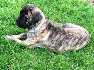 Cane Corso Litter for sale in WEST CHESTER, OH, USA
