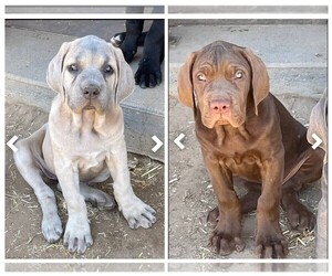 Cane Corso Litter for sale in LOS ANGELES, CA, USA