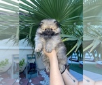 Small Photo #1 Pomeranian Puppy For Sale in LAS VEGAS, NV, USA