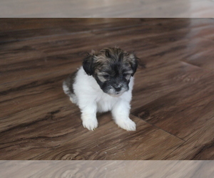 ShihPoo Litter for sale in EVART, MI, USA