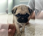Small Photo #1 Pug Puppy For Sale in FERNANDINA BEACH, FL, USA