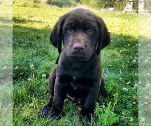 Labradinger Litter for sale in RATHDRUM, ID, USA
