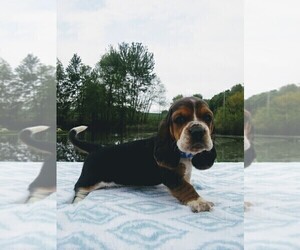 Basset Hound Litter for sale in PETERSBURG, IN, USA