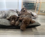 Small Photo #1 German Shorthaired Pointer Puppy For Sale in BOONVILLE, IN, USA