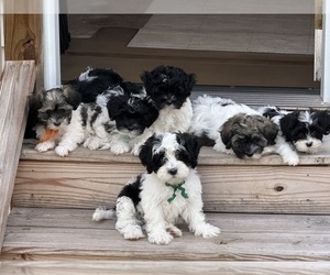ShihPoo Litter for sale in GILBERTSVILLE, PA, USA