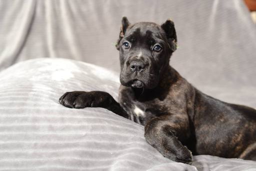 Medium Photo #1 Cane Corso Puppy For Sale in GROVE CITY, OH, USA