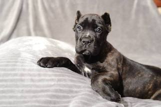 Cane Corso Litter for sale in GROVE CITY, OH, USA