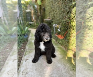 Sheepadoodle Litter for sale in SHAFTER, CA, USA