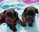 Small Photo #1 Yorkshire Terrier Puppy For Sale in CLEVELAND, TN, USA