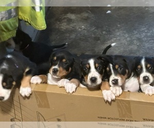 Greater Swiss Mountain Dog Litter for sale in AUMSVILLE, OR, USA